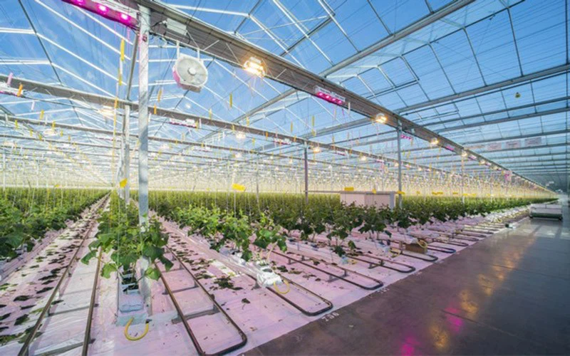 dutch-grower-goes-hybrid-with-first-5-hectares-of-cucumbers-3 dutch-grower-goes-hybrid-with-first-5-hectares-of-cucumbers-3